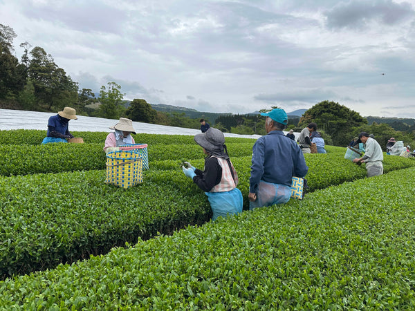 DōMatcha® and Quality