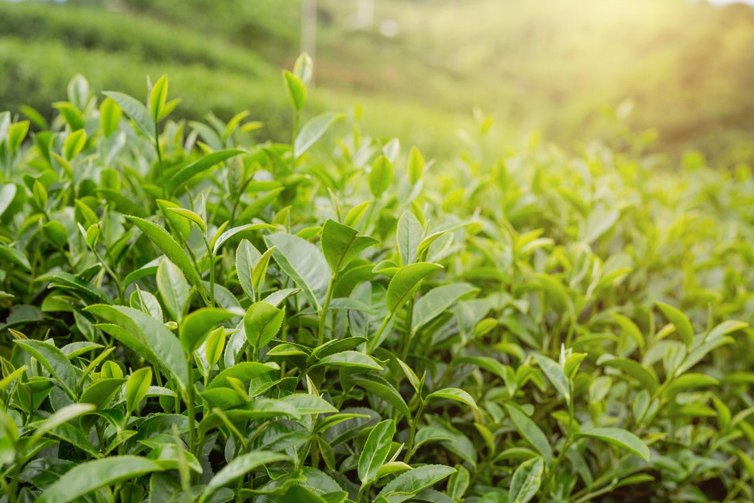 Single Origin Matcha vs Blended: What's the Difference?