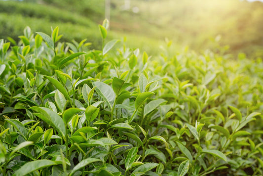 Single Origin Matcha vs Blended: What's the Difference?