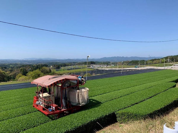 How is tencha grown, the sustainable way?